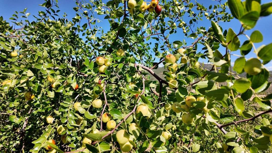 Kilosu 125 TL: Hem tok tutuyor, hem bağışıklığı güçlendiriyor! 3